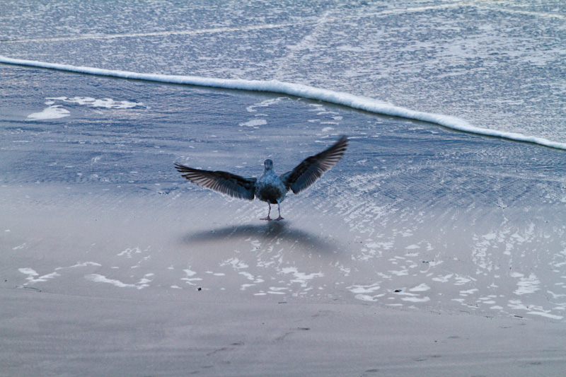 Gull Landing On Beach